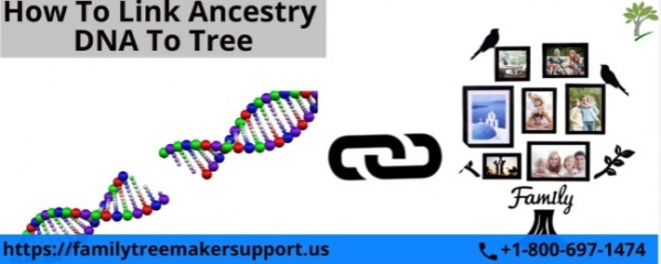 How to link ancestry dna to tree